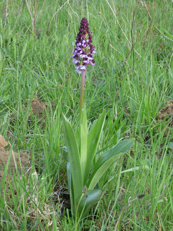 Orchis purpurea